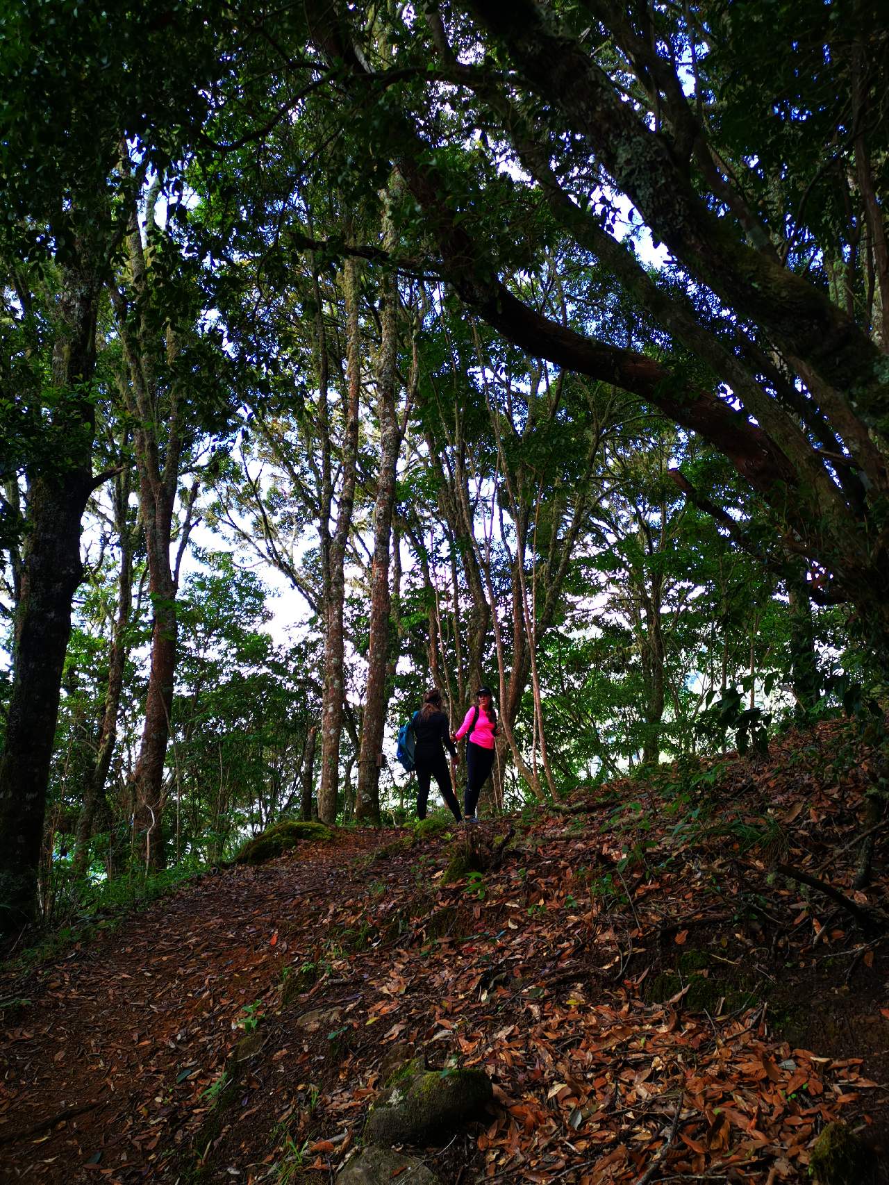 Hiking a la Sabana de los Leones