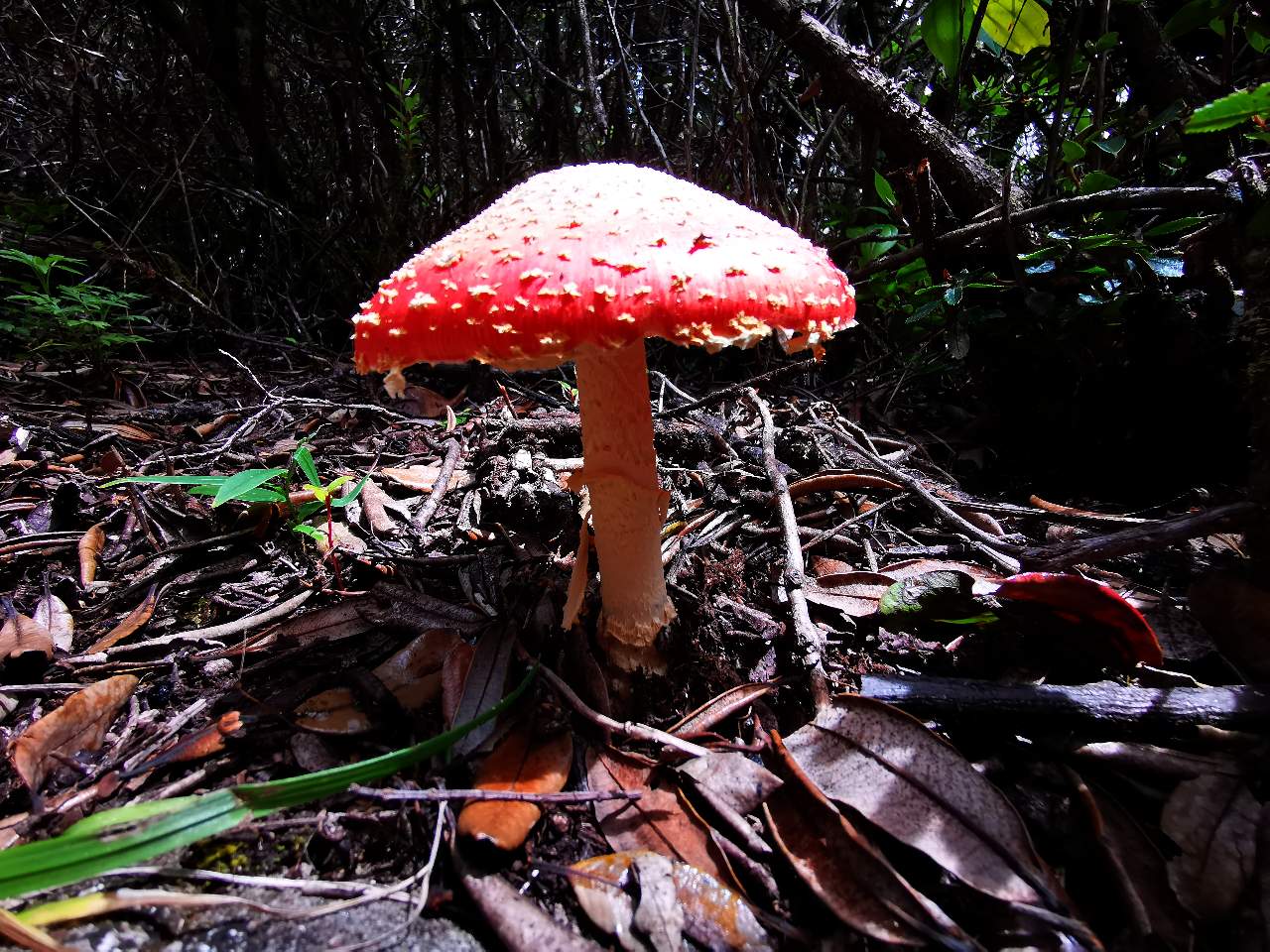 Hiking a la Sabana de los Leones