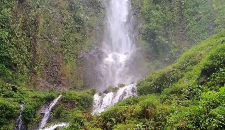 Catara la Gamalota