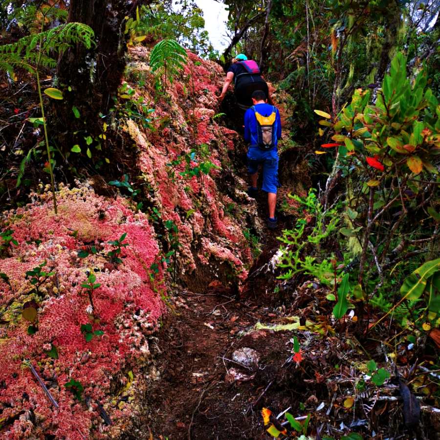 Hiking al Cerro el Sapo