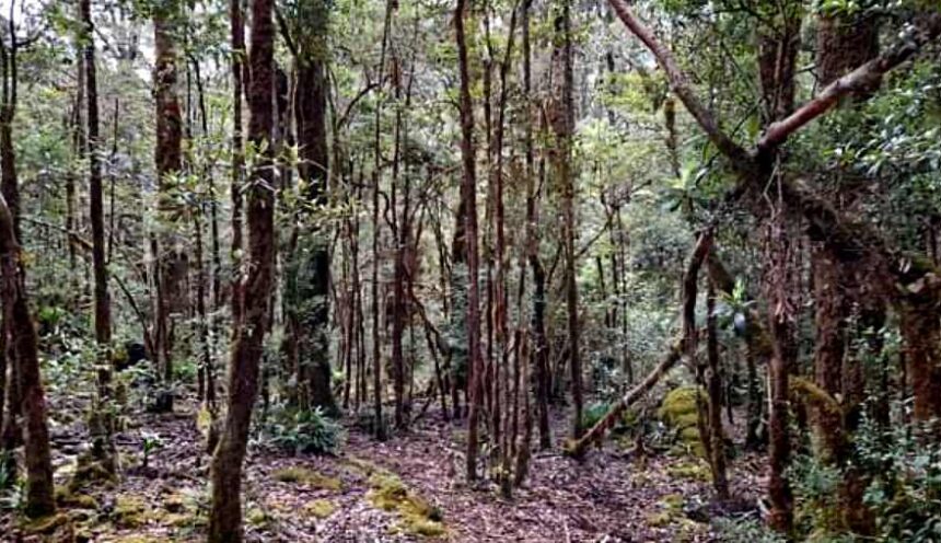 Cerro Bellavista