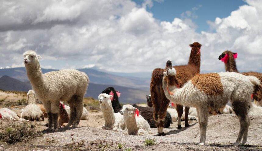 Camino del Inca