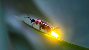 Una Noche de Luciérnagas