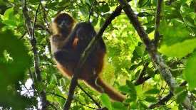 Canales de Tortuguero